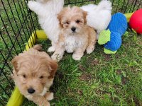Maltipoo Miniklerimiz