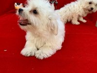 MALTESE TERRİER