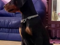 Avrupa doberman yavrularımız estetikli ve estetiksiz