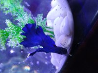 Renk renk betta