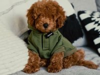 ORİJİNAL TOY POODLE YAVRULARI
