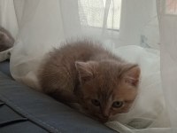 Uyguna british shorthair yavrular