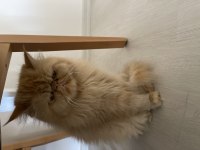 İran persian