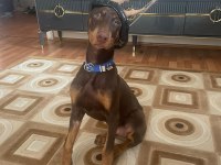 4.5 AYLIK DÜNYA TATLISI SAF KAN DOBERMAN KIZIM HERA