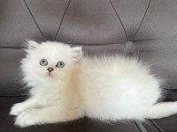 British longhair yavrular