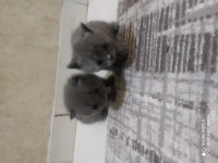 Anne baba british shorthair 40 günlük