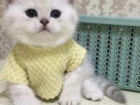 Brıtısh Shorthair Sılver Point Yavrularım