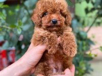 Kilo garantili toy Poodle yavrularimiz