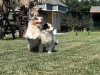 Enfes Avustralya Çoban Köpeği Yavruları