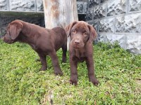 Labrador Yavrularımız