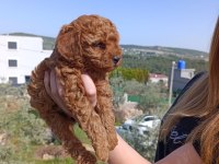 Toy Poodle Safkan Yavrular İzmir