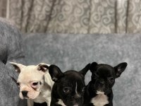 FRANSIZ BULLDOG BEBEKLER