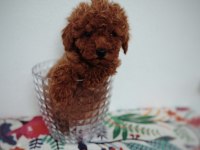 Tatlış Toy poodle yavru