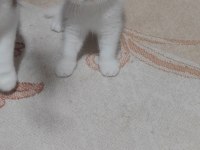 British shorthair beyaz