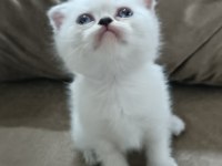 Scottish Fold Yavrumuz Hazır