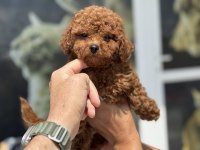 Petmode Köpek Çiftliğinde Ziyarete Açık Toy Poodle