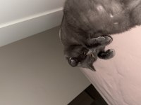 1 aylık hamile british shorthair