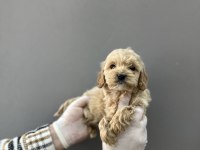 Maltipoo yavrular