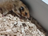 İstanbul Suriye ve Gonzales Hamsterlar