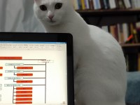 1 Yaşında Ankara kedisi Görüşülür