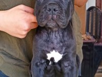 Kif/fci şcr belgeli anne altından cane corso yavruları