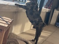 Gebe Dişi French Bulldog Nadir Renk Blue Merle
