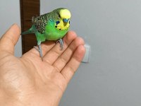 Hazır takım muhabbet kuşu erkek konuşuyor