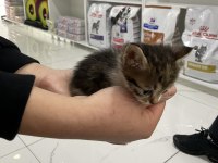 İKİ TANE YAVRU TEKİR KEDİMİZ