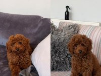Toy Poodle Yavru Aşılı Sağlıklı