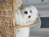 Evimizin neşesi köpekler