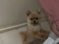 Pomeranian melezi