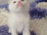 Sahibinden kedi