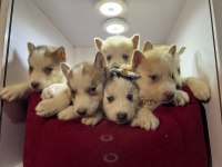 Orjinal Husky Köpekler