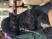 18 Aylık Dişi Siyah Toy Poodle