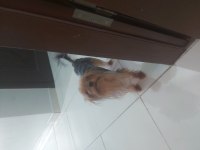 Uysal yorkshire terrier prenses Venus