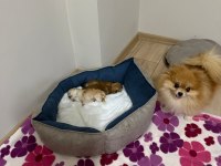 MİKRO TEACUP SCRLI POMERANİAN BOO