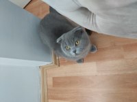 7 aylık erkek scottish fold wc eğitimli