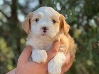 Maltipoo Yavrularımızı Canlı Görerek Alabilirsiniz