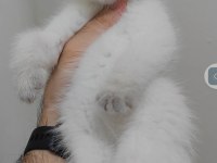 British shorthair yavrumuz