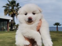 Kar beyaz pomeranian yavrular