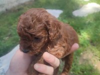 Yavru toy poodle