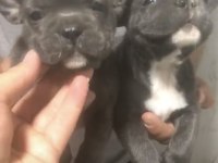 French bulldog yavruları sağlık garantili