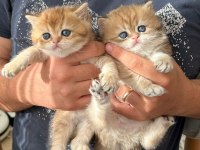 British longhair yavruları