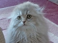 Scottish fold çok güzel bebek