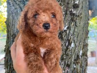 Orjinal Minyatür Toy Poodle Yavrular