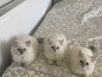 WHATSAPP İLETİŞİME GEÇİN UYGUN KEDİLER