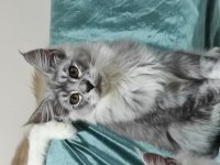 Maine coon Gift of kings cattery