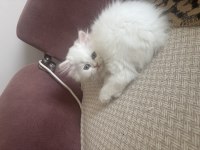 2,5 aylık yavru chinchilla kediler