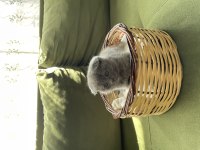Çok minnoş sevimli scottish fold yavrumuz