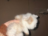 1 aylık Hollanda lop tavşanı
